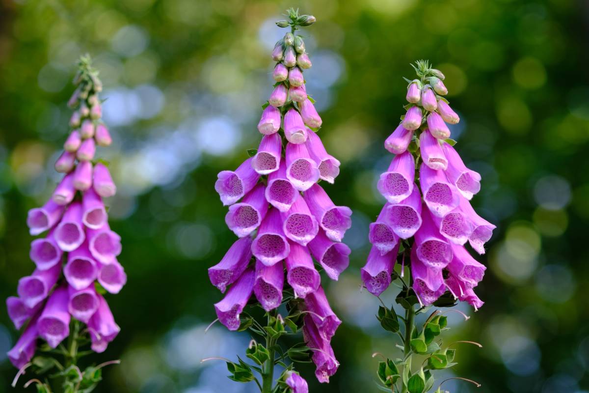 Early summer, although in 2015 hybrids were developed for hardiness zones 6, 7 and 8 that are perennial and bloom all summer. Foxglove Planting Sowing And Advice On Caring For It