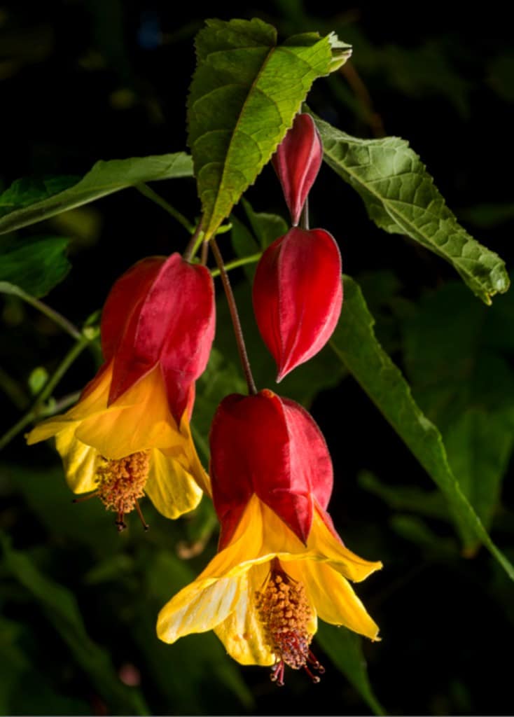 Read on for 10 interesting facts about plants. Abutilon Tips And Guidance For The Best Possible Care Avoid Windy Spots