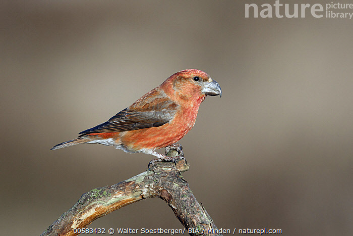 Nature Picture Library Parrot Crossbill Loxia Pytyopsittacus Male Utrecht Netherlands Walter Soestbergen Bia