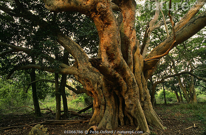 Sycamore Fig Tree The Sandy Land Plant Biology Plants And People Kim Thompson Ohio University