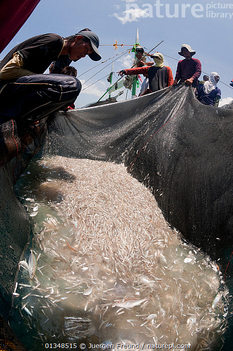 Here is the translation and the filipino word for purse: Nature Picture Library Baling A Local Purse Seine Catching Dilis The Tagalog Term For Anchovy The Boat Full Of Fishermen Are Pulling The Massive Net To Haul In Their Catch Of Anchovies