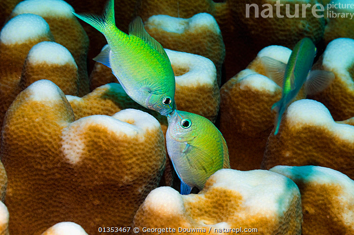 Kissing Chromis Is This Normal Reef2reef Saltwater And Reef Aquarium Forum Rearing the Green Chromis.