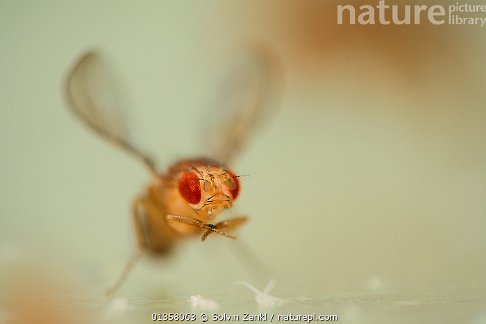 Discuss why drosophila has been used extensively for genetical studies. 01358063 Jpg