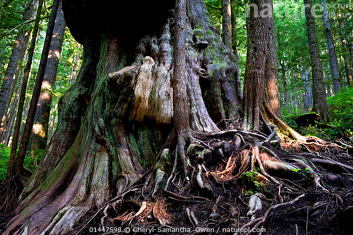 Thuja Plicata Wikipedia