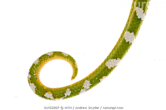 Emerald Tree Boa Snake Britannica