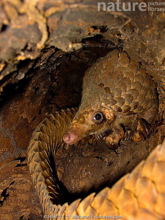 White Bellied Tree Pangolin Zoochat