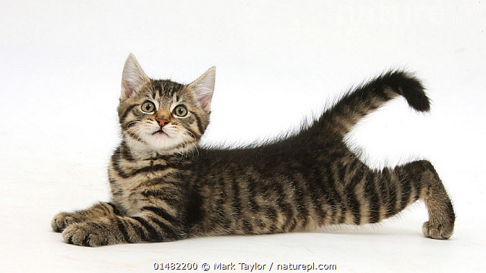 Nature Picture Library Tabby Male Kitten Age 10 Weeks Lying Stretched Out Mark Taylor