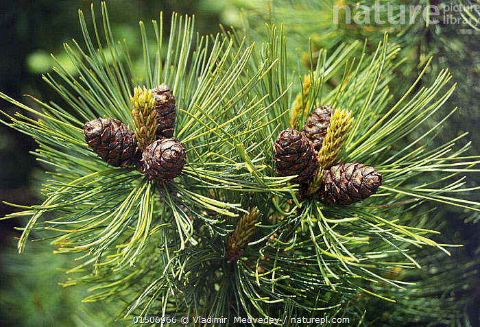 Decorative Dwarf Pine Grows In The Garden Stock Photo Picture And Royalty Free Image Image 82024077