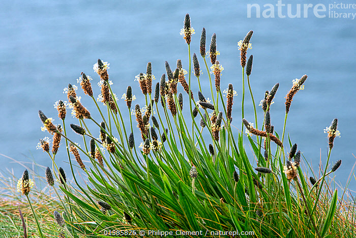 Nature Picture Library English Plantain Plantago