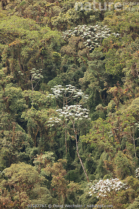 Cecropia Peltata Cecropia Yagrumo Guarumo Toptropicals Com