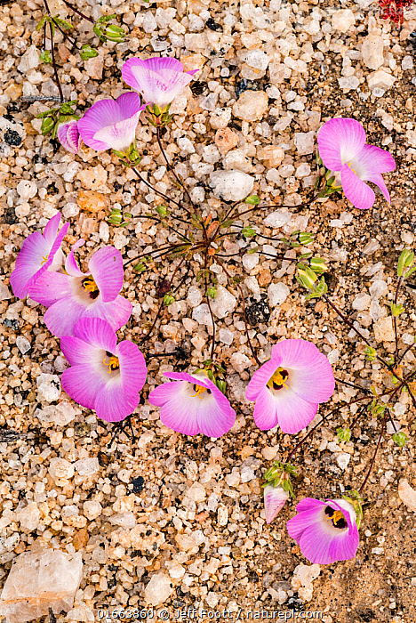 We offer unisex hair & beauty services, including hair highlights, mani/pedi, wedding makeup & organic facials. Nature Picture Library Desert Beauty Linanthus Bellus Flowering Catavina Baja California Mexico Jeff Foott