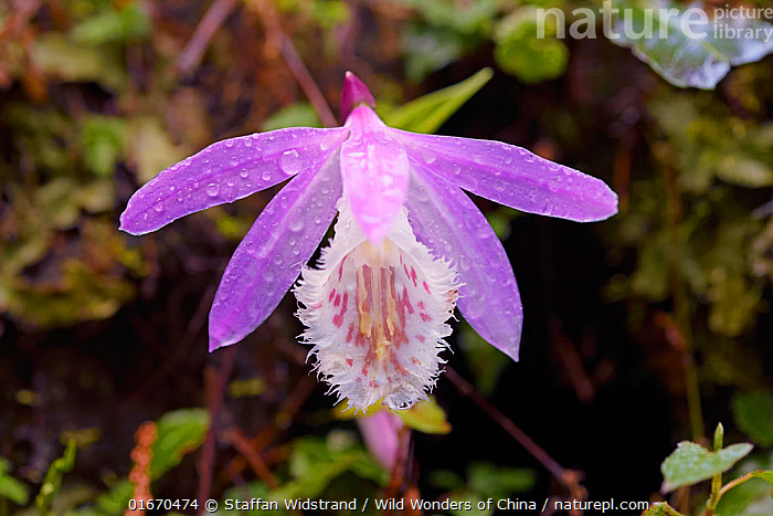 Taiwan is famous for it's orchids with intricate flowers. Nature Picture Library Taiwan Pleione Orchid Pleione Formosana Endemic Species Alishan National Scenic Area Taiwan Staffan Widstrand Wild Wonders Of China