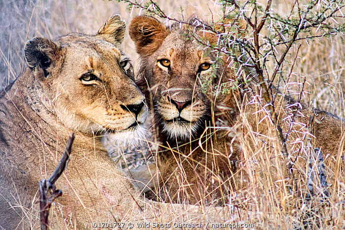 Stock photo of two african lions (panthera leo) resting in grassland