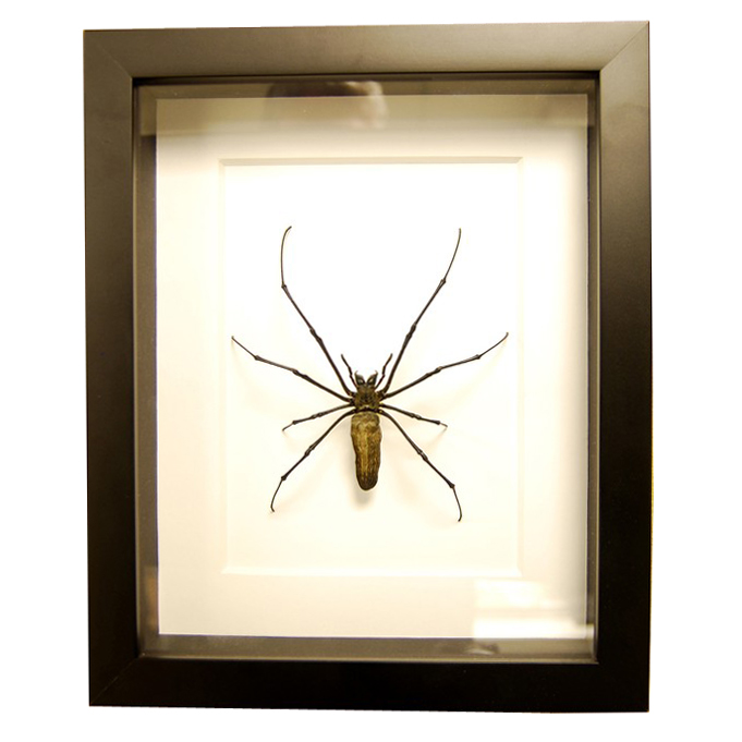 Honey Bee Life Cycle Set