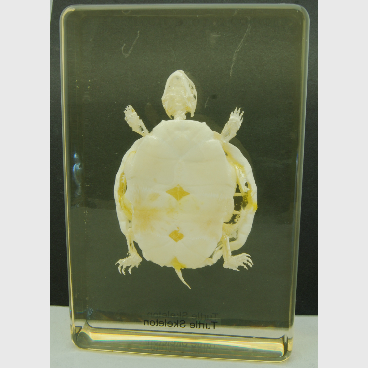 Turtle skeleton set in acrylic resin, available at natur.