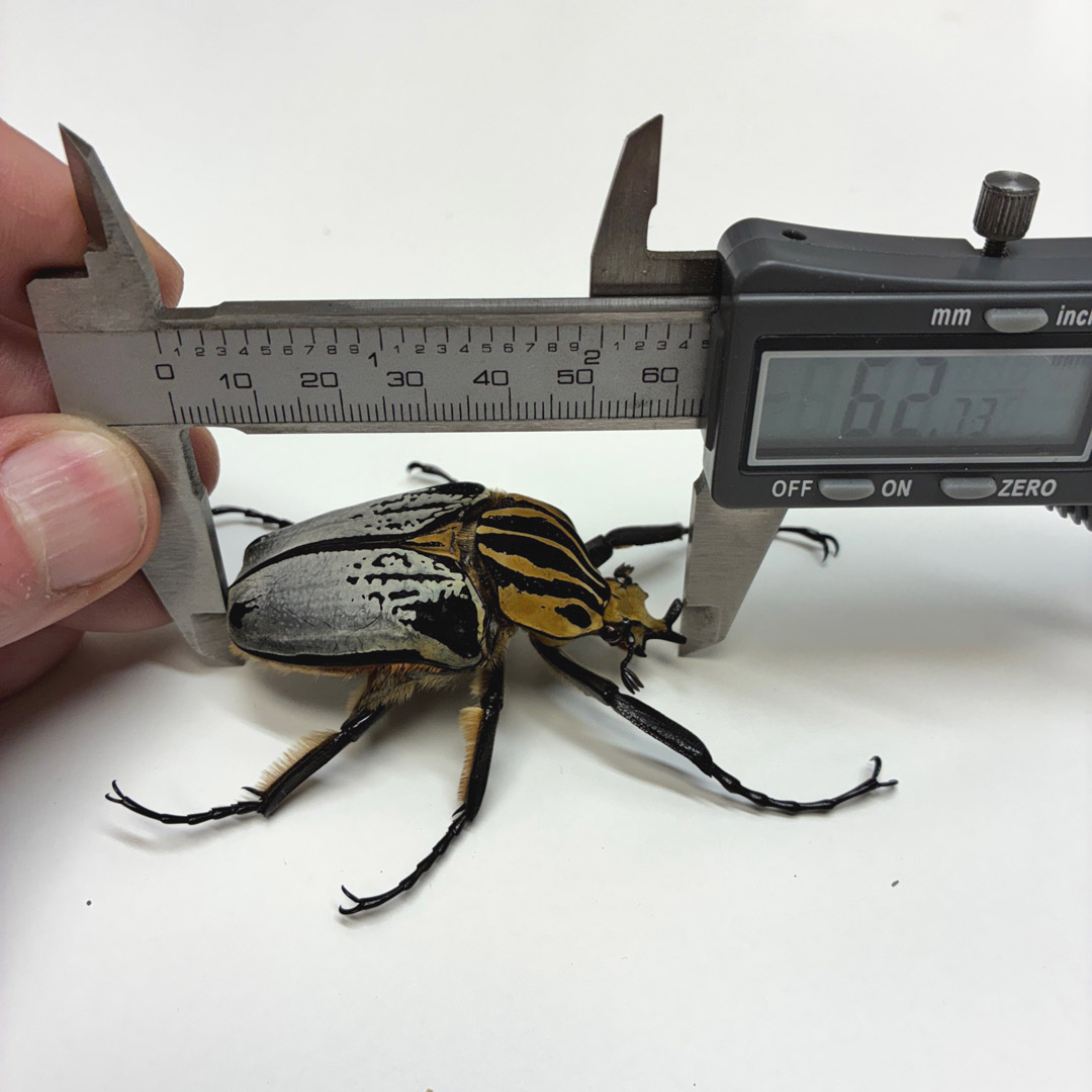 再出品】ゴライアス カシクス 81mm Goliathus cacicus Goliathus