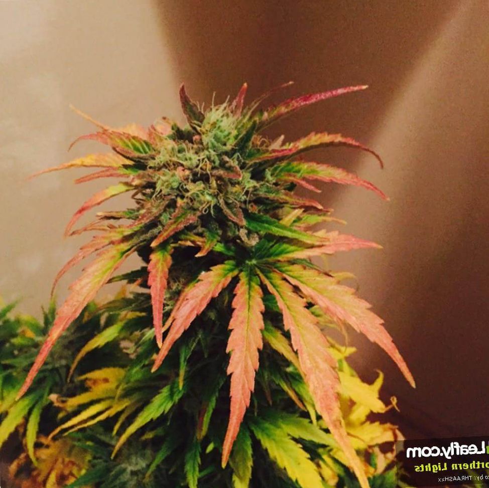 If you tend to become depressed, withdrawn, or. Marijuana Northern Lights Strain Review - NCSM