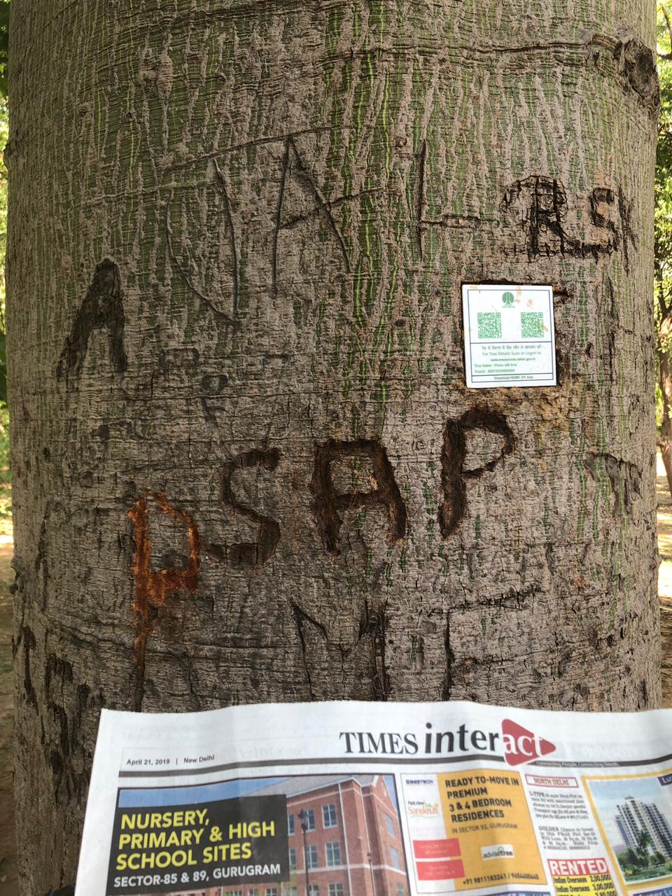 NDMC Dug Holes In Trees At Lodhi Garden To Stick Plastic With Logo And