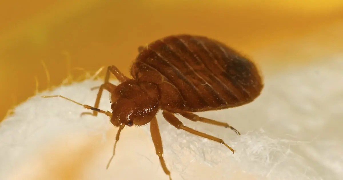 Not only do you get rid of any odors, but you can also remove dirt and pests, like fleas, bed bugs, and moths. What Kills Bed Bugs Instantly Home Remedies Nectar Sleep