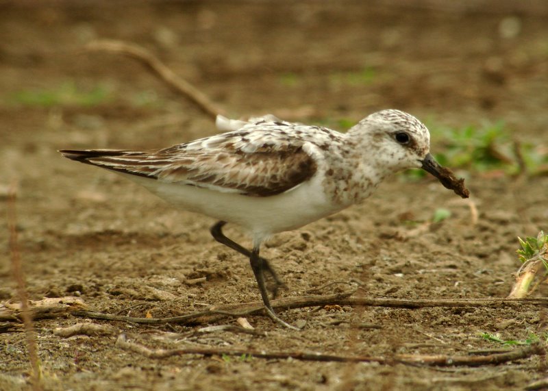 Sanderling on mud by Drew Weber | Nemesis Bird
