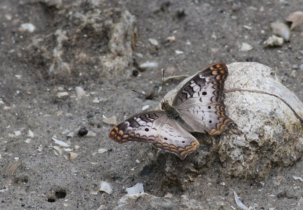 Florida Winter Butterflies by Alex Lamoreaux | NemesisBird Tours