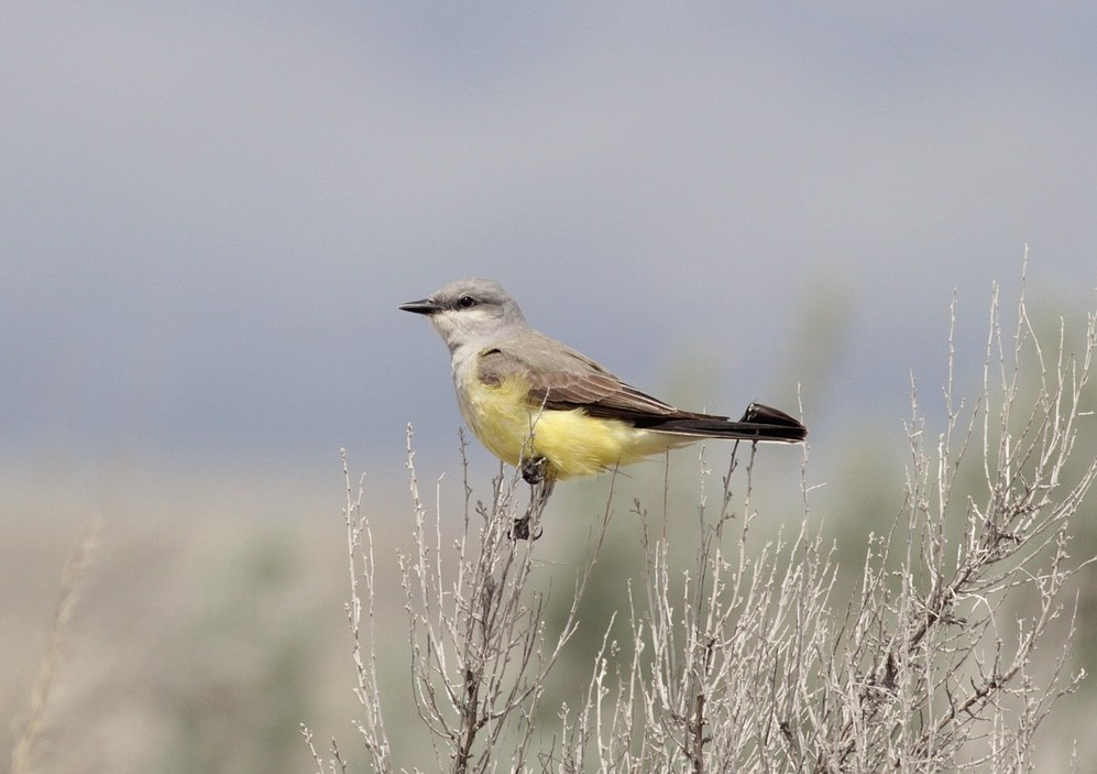 Idaho Tyrannids - Photo Study by Alex Lamoreaux | NemesisBird Tours