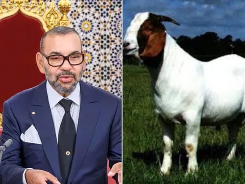 मोरक्कोमेंईदपरबकरोंकीहत्याप्रतिबंधिततोभारतमेंक्योंनहीं?