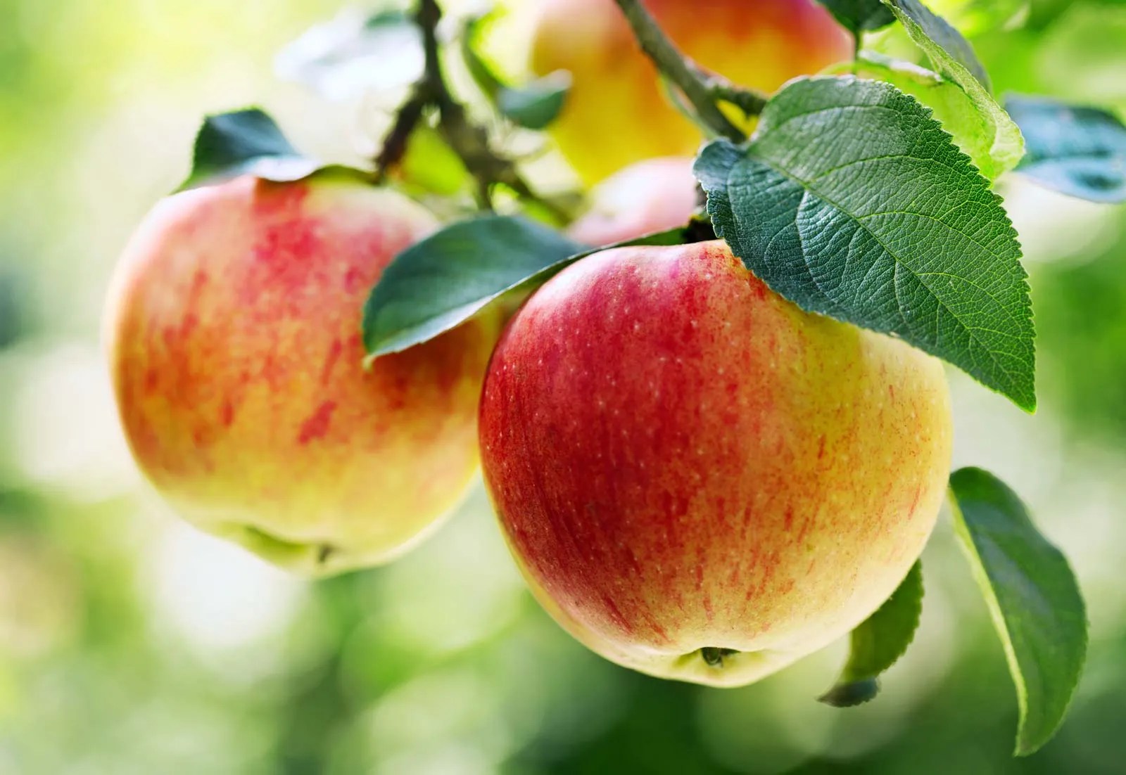 apple