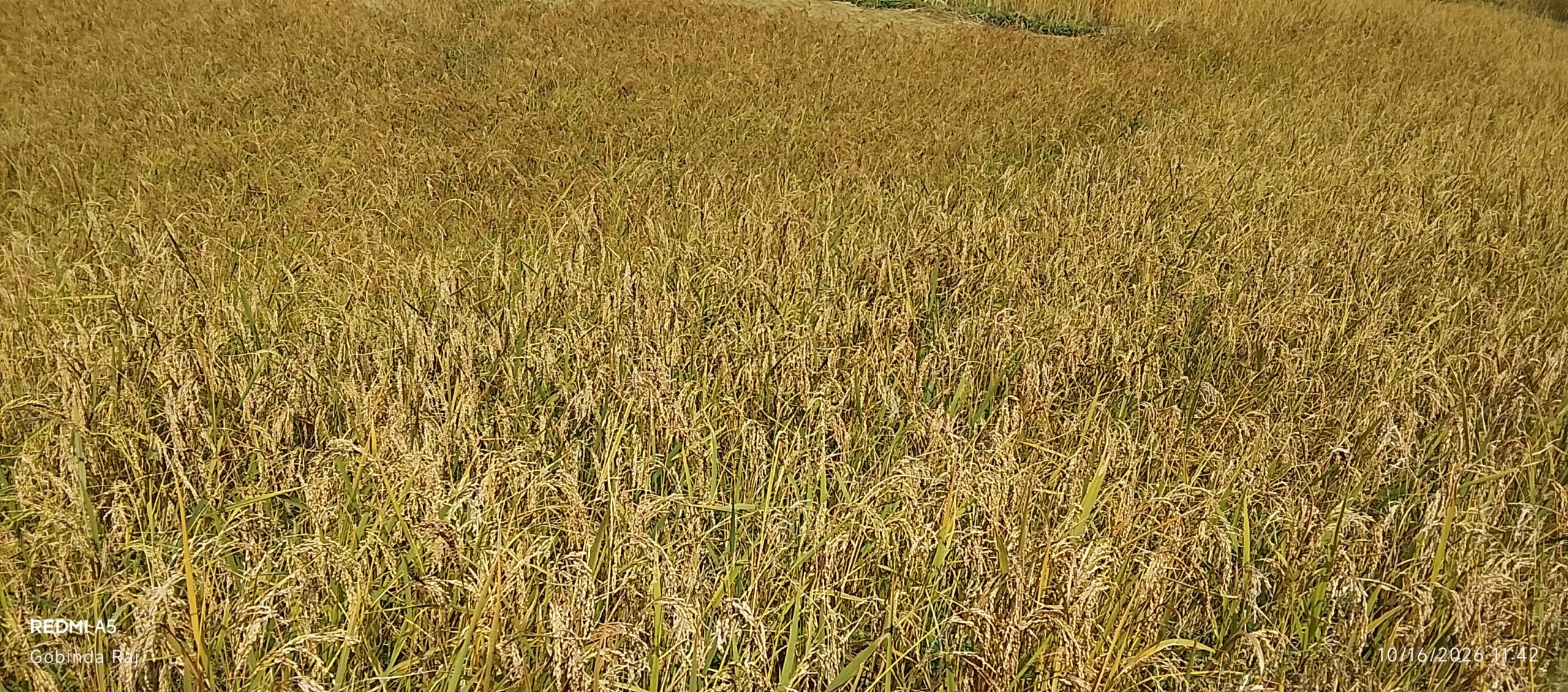dhan_pakyo