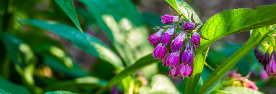 La Consoude Au Jardin Bio Le Potiblog Jardin Bio
