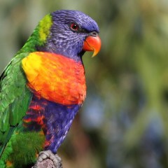 The one week that makes birding trendy