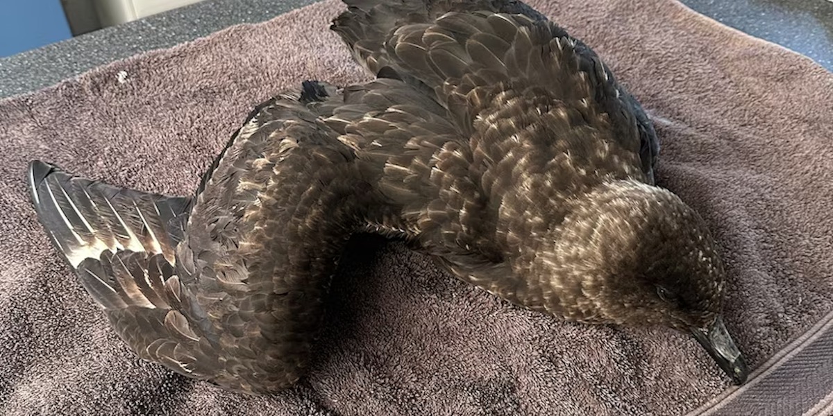 NSW: Second Wild Bird Tests Positive for Avian Flu - What You Need to Know (2026)