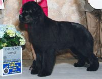 Newfoundland Puppies For Sale In Kentucky Newfoundland Breeders And Information