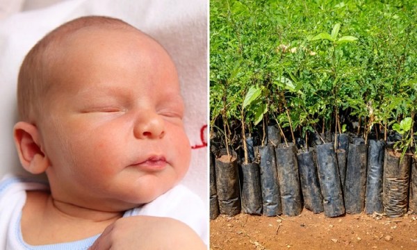 Sapling