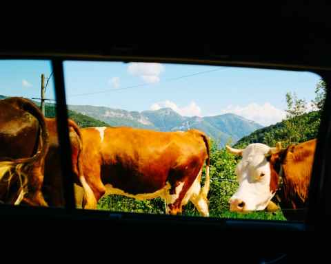 Homeopath Covers His Car In Cow Caca To Protect It From The Sun