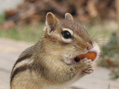 Chipmunk_a