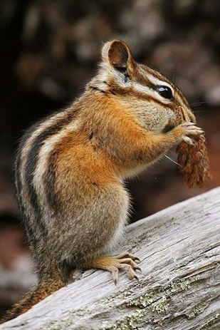Chipmunk_b