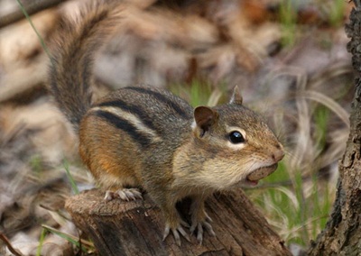 Chipmunk_c