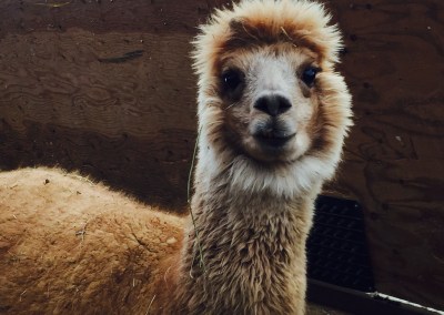 nezinscot farm alpaca