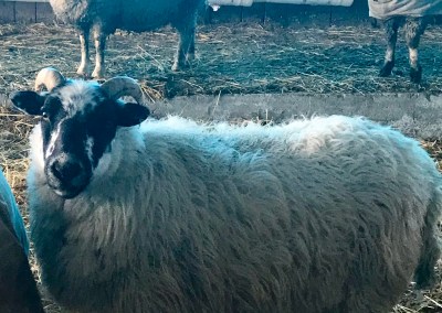 Sheep
