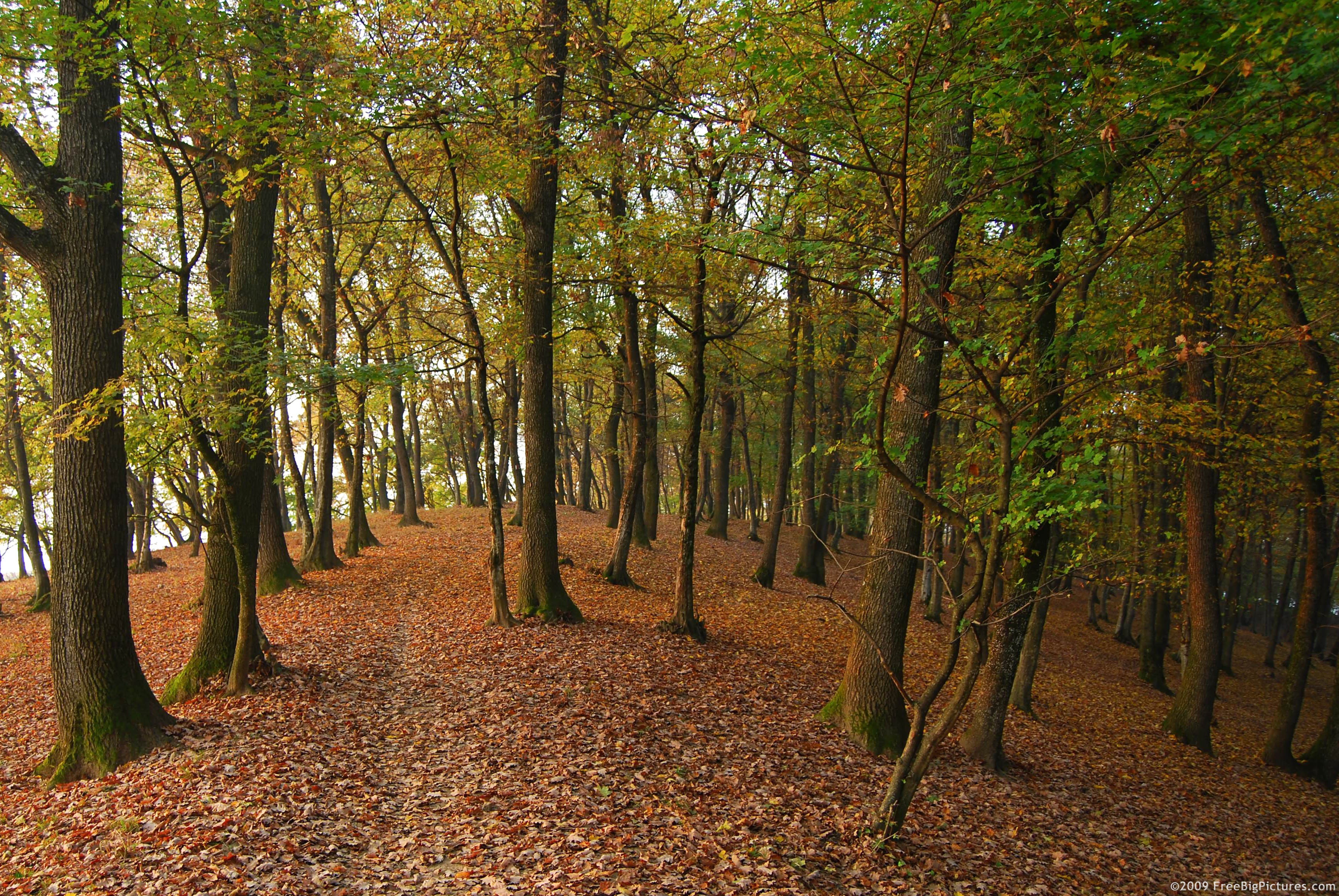forest-path.jpg