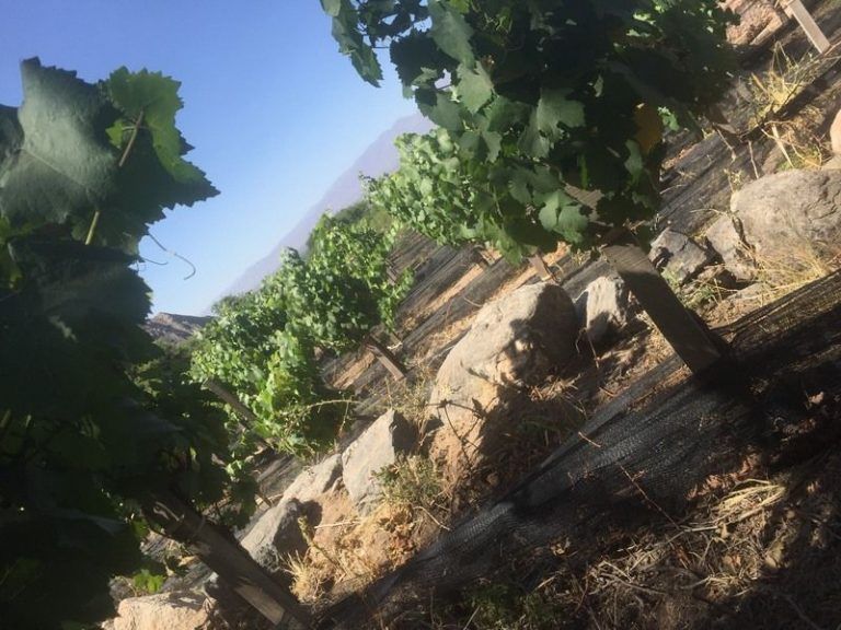 Sobre el torrontés, Cafayate y el vino blanco