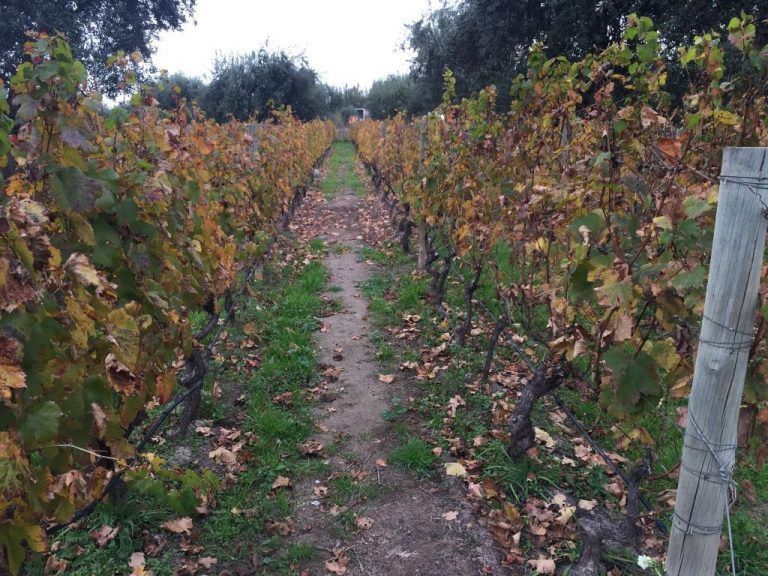 Viñedos de Mendel Wines