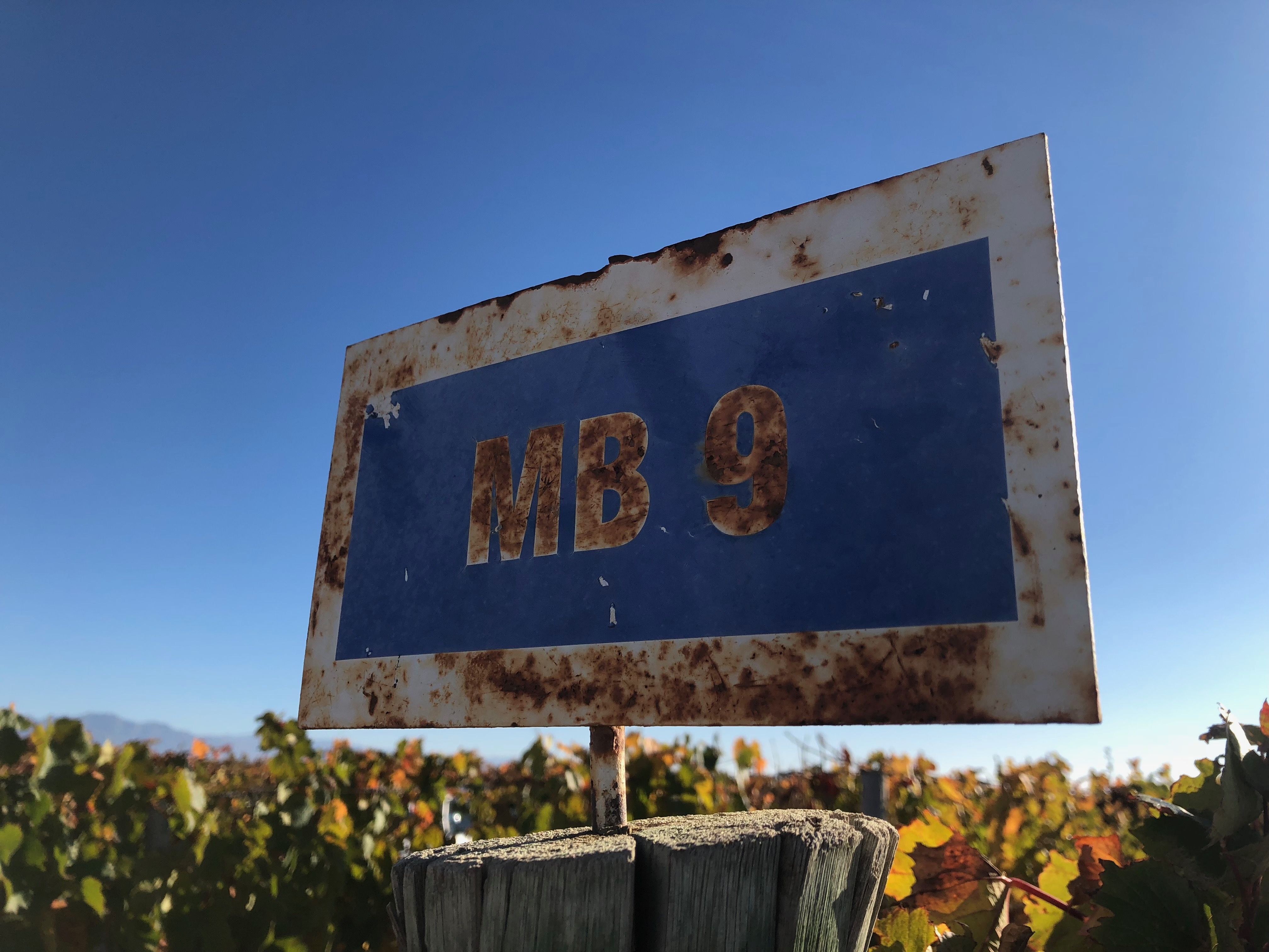 Malbec en La Pirámide (Catena Zapata)