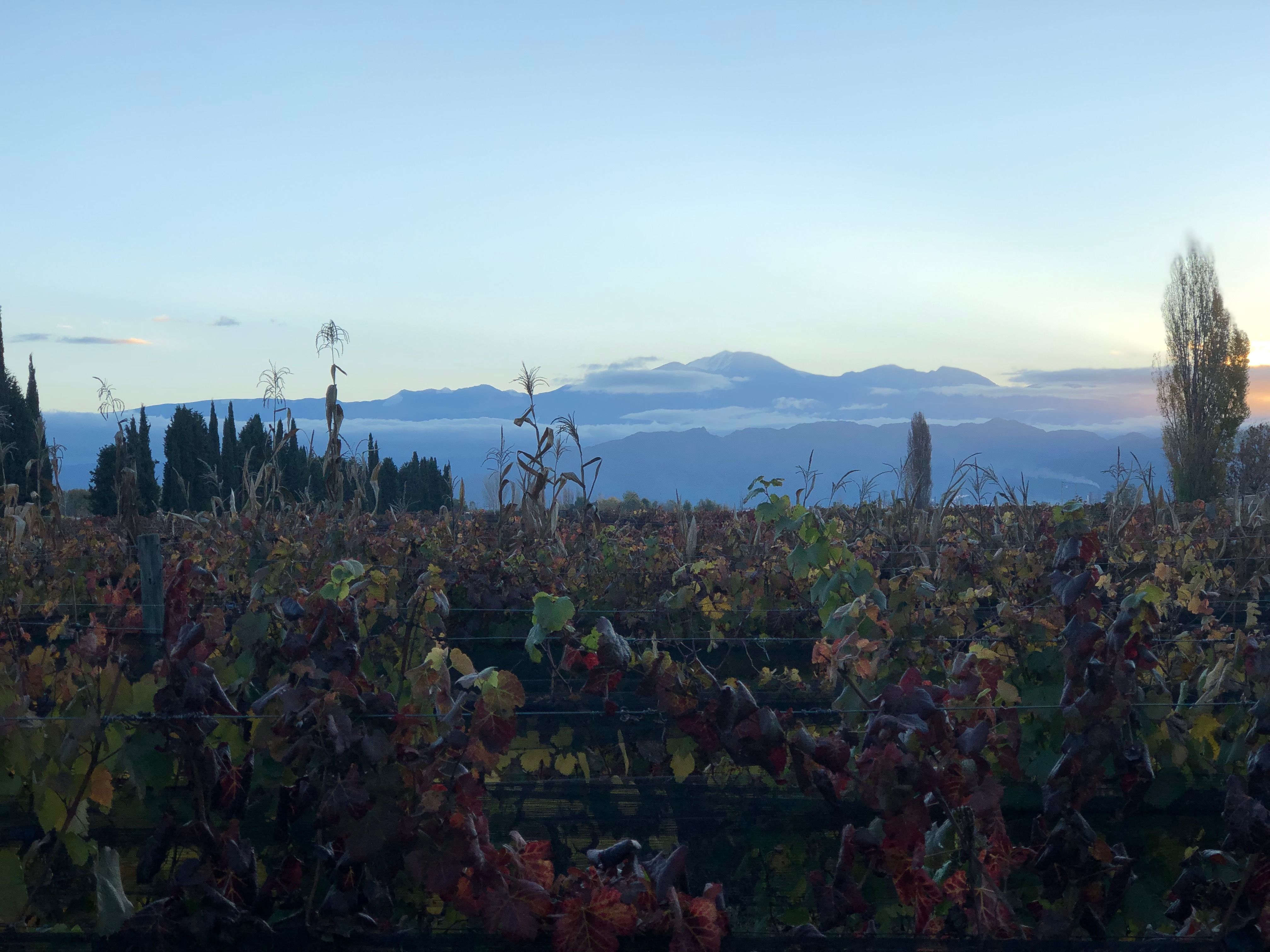 La Giostra del Vino