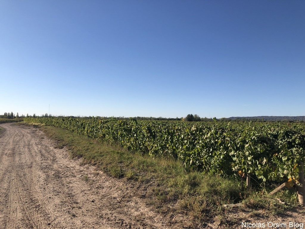 Viñedo Viña Alicia