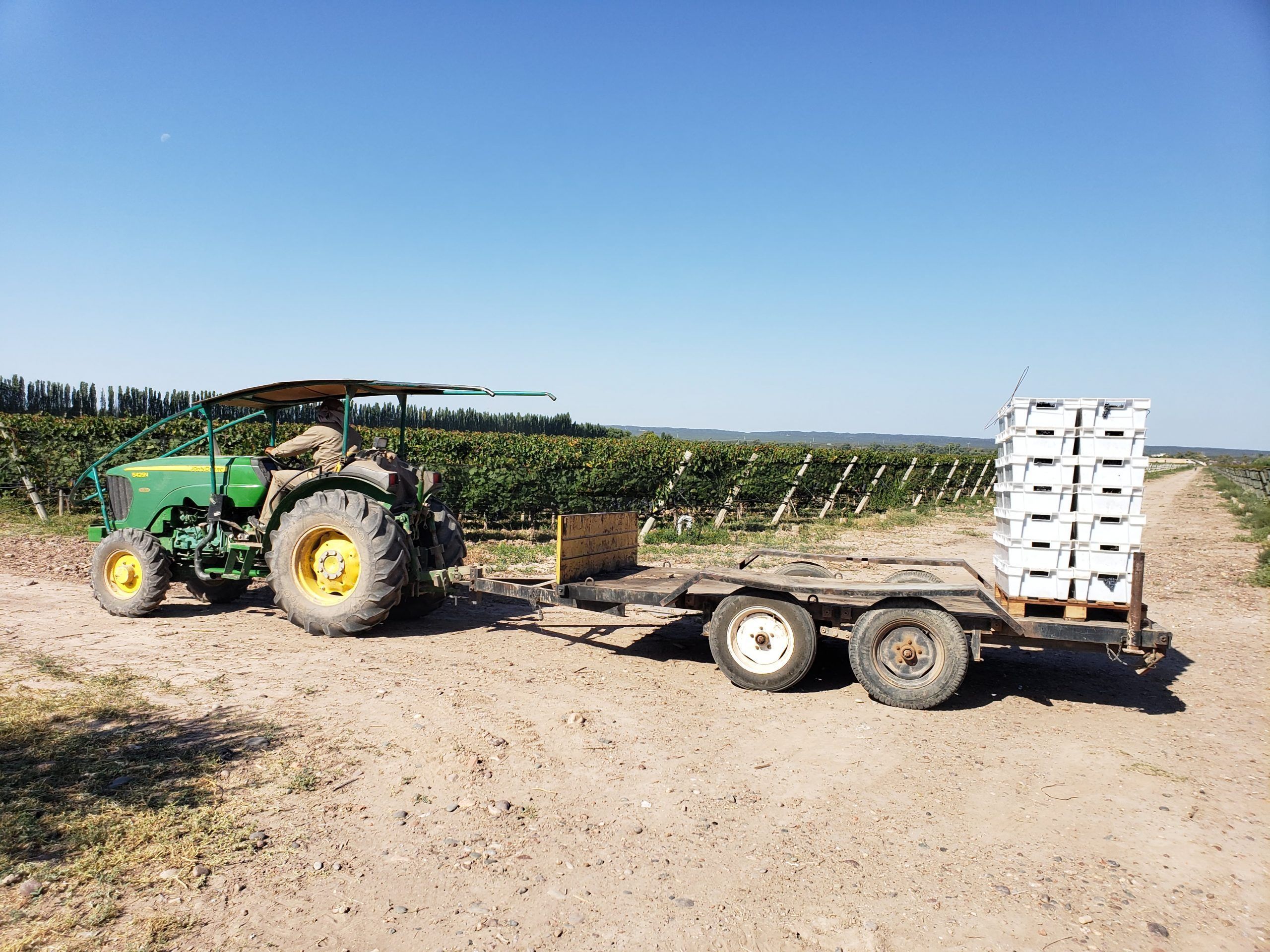 Tractor en vendimia (Chakana Wines)