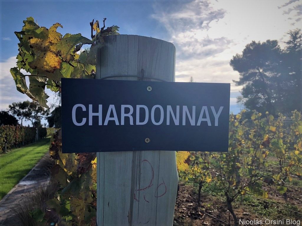 Chardonnay en Argentina
