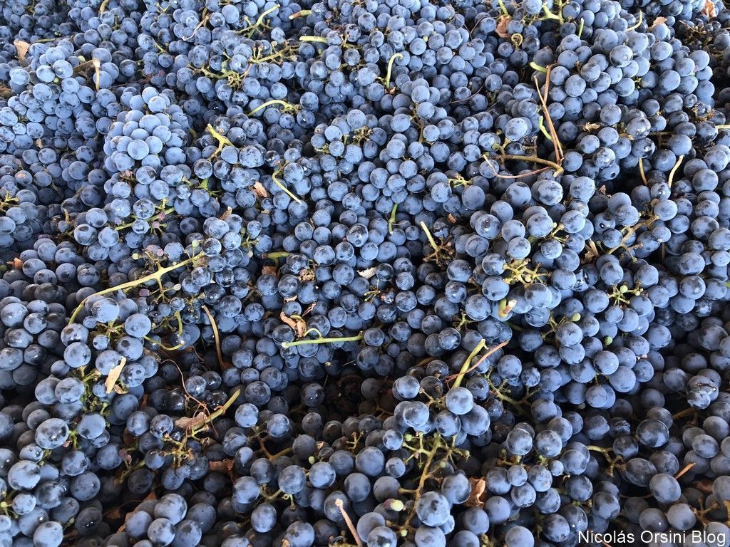 Vinos veganos en Argentina