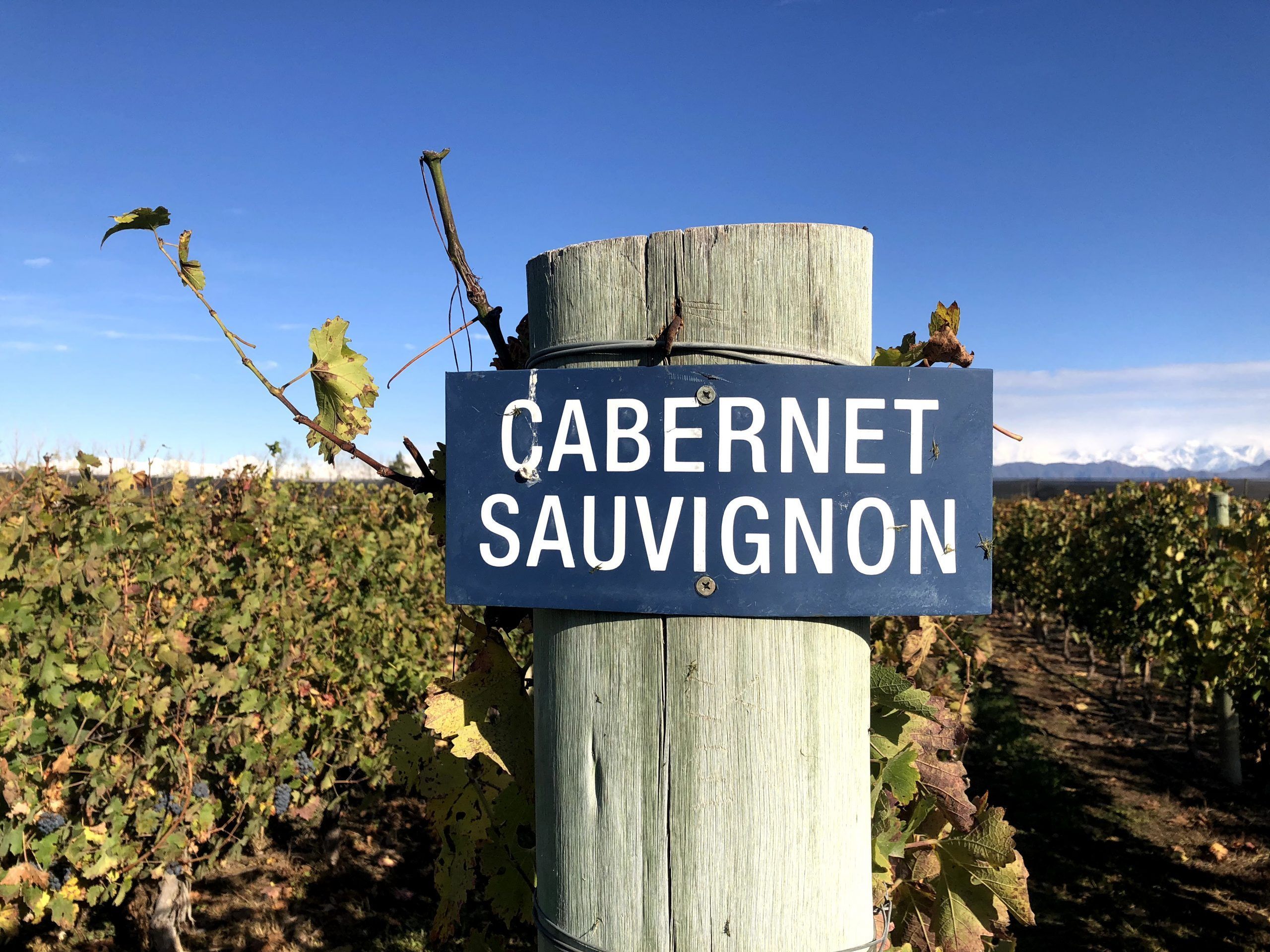 cabernet sauvignon en Argentina